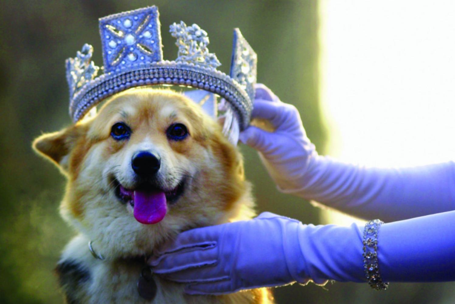 Corgi with tiara being placed by gloved hand